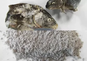 llfeaturesfish 1 | Molino de corte SM 300